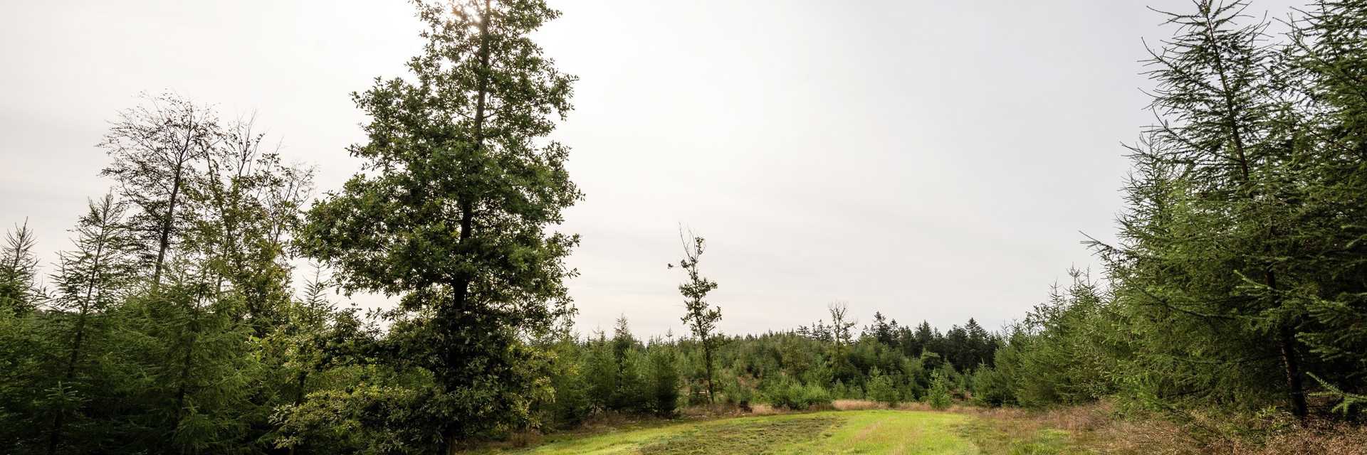 Skov i Nørre Snede